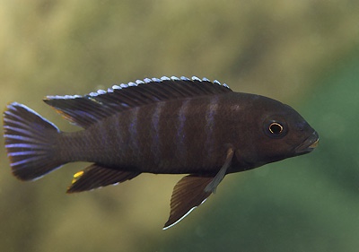 Chindongo bellicosus 'Thumbi East Island'